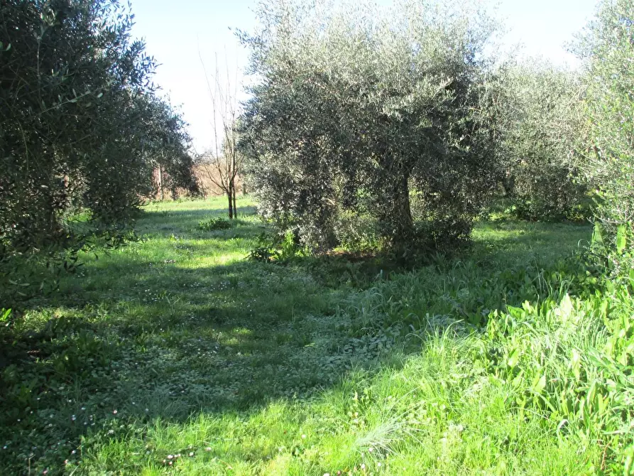 Immagine 5 di Terreno agricolo in vendita  a Cascina