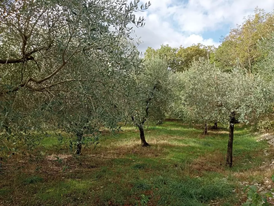 Immagine 9 di Terreno agricolo in vendita  a Calenzano