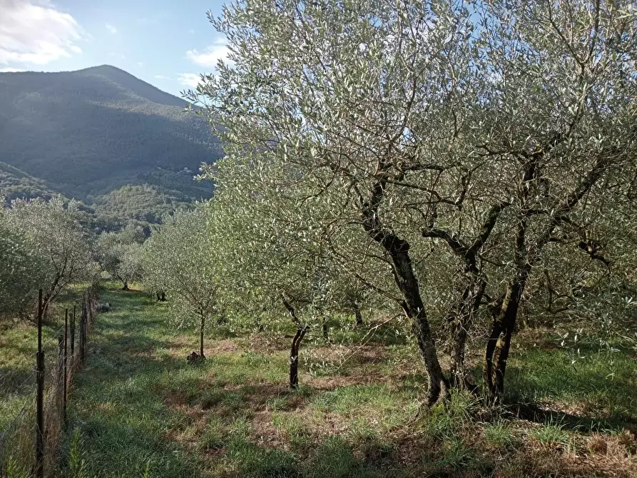 Immagine 8 di Terreno agricolo in vendita  a Calenzano