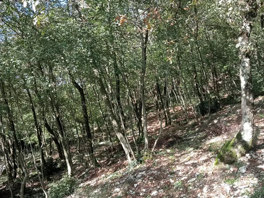Immagine 4 di Terreno agricolo in vendita  a Calenzano