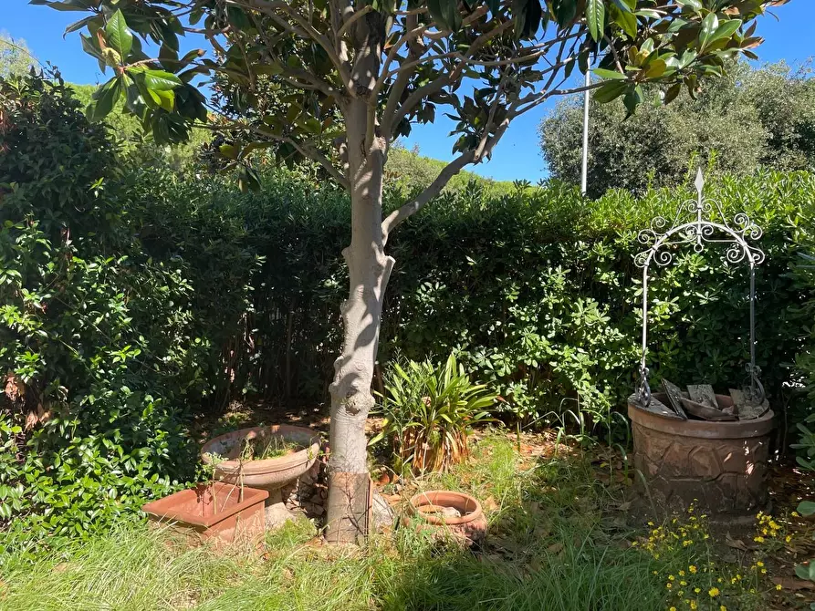 Immagine 2 di Appartamento in vendita  a Cecina