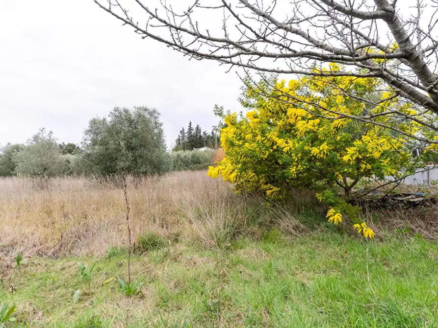 Immagine 3 di Terratetto in vendita  a Vinci