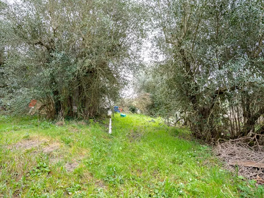 Immagine 7 di Terratetto in vendita  a Vinci