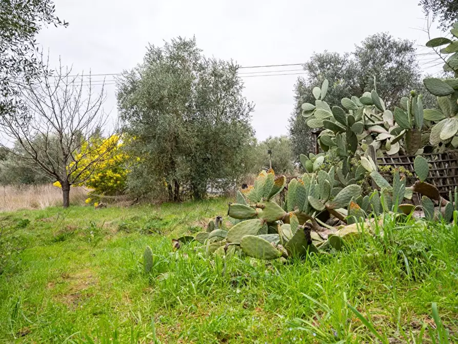 Immagine 6 di Terratetto in vendita  a Vinci