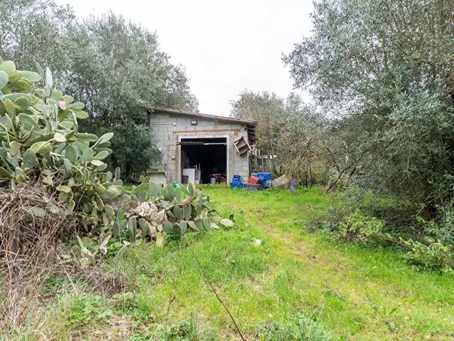 Immagine 4 di Terratetto in vendita  a Vinci