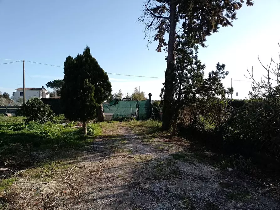 Immagine 3 di Appartamento in vendita  a Piombino