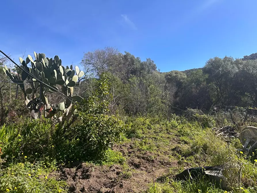 Immagine 33 di Casa colonica in vendita  a Aglientu
