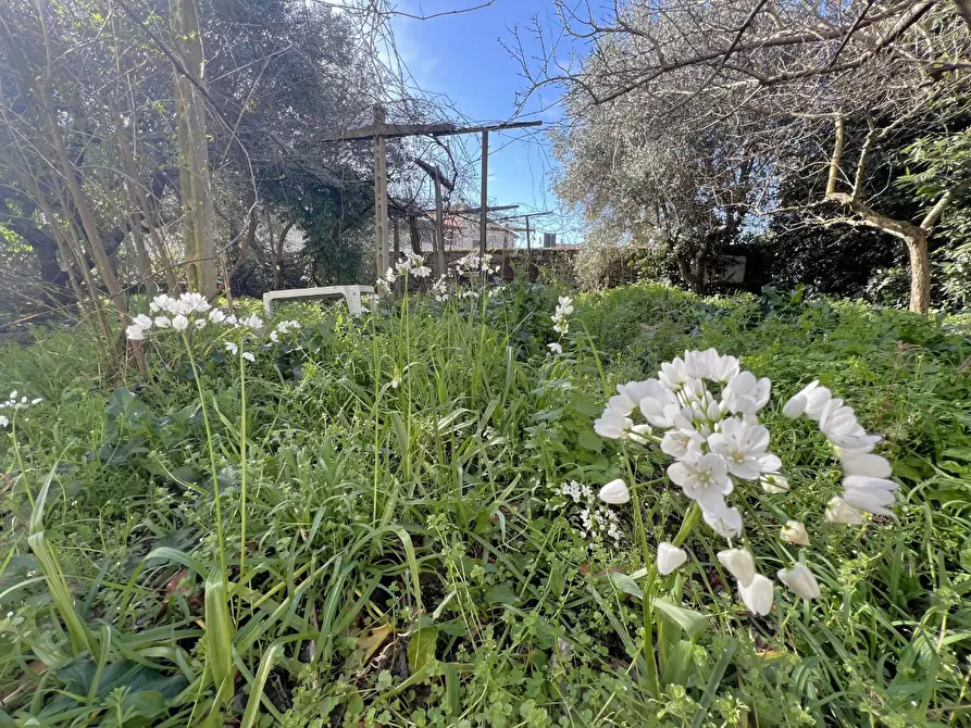 Immagine 29 di Casa bifamiliare in vendita  a Calci