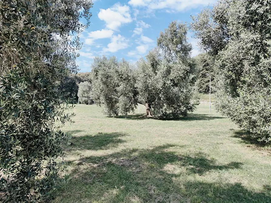 Immagine 51 di Appartamento in vendita  a Livorno