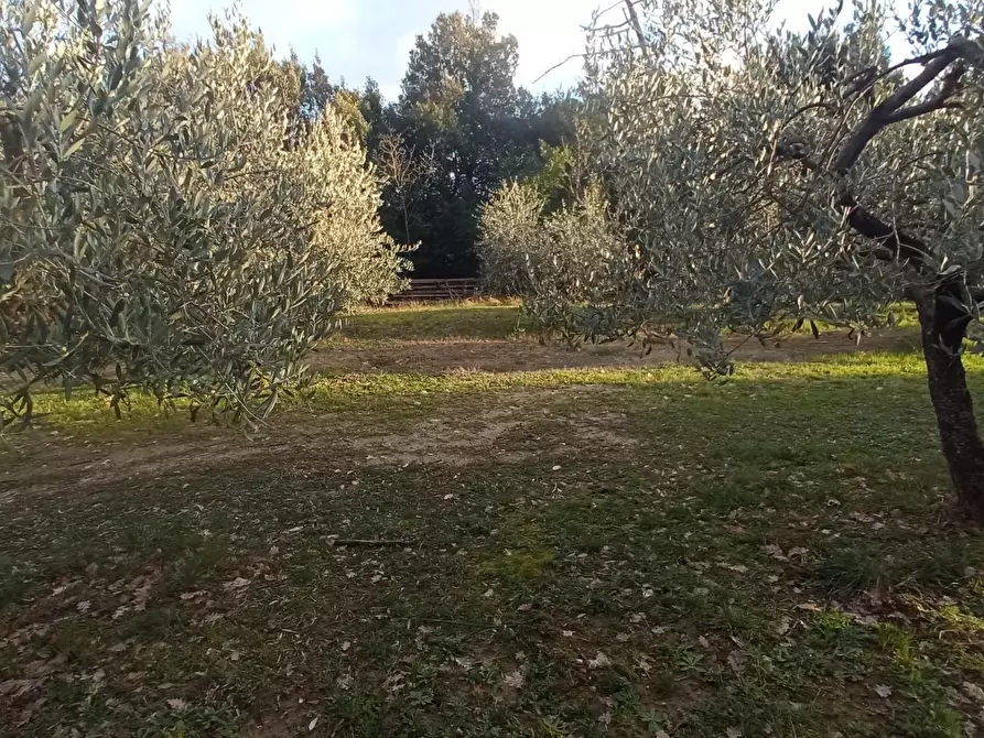 Immagine 29 di Porzione di casa in vendita  a Palaia