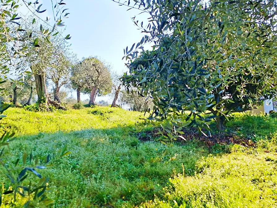 Immagine 1 di Terreno residenziale in vendita  a Buti