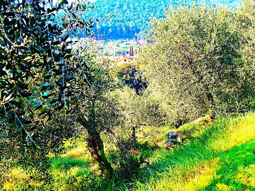 Immagine 3 di Terreno residenziale in vendita  a Buti