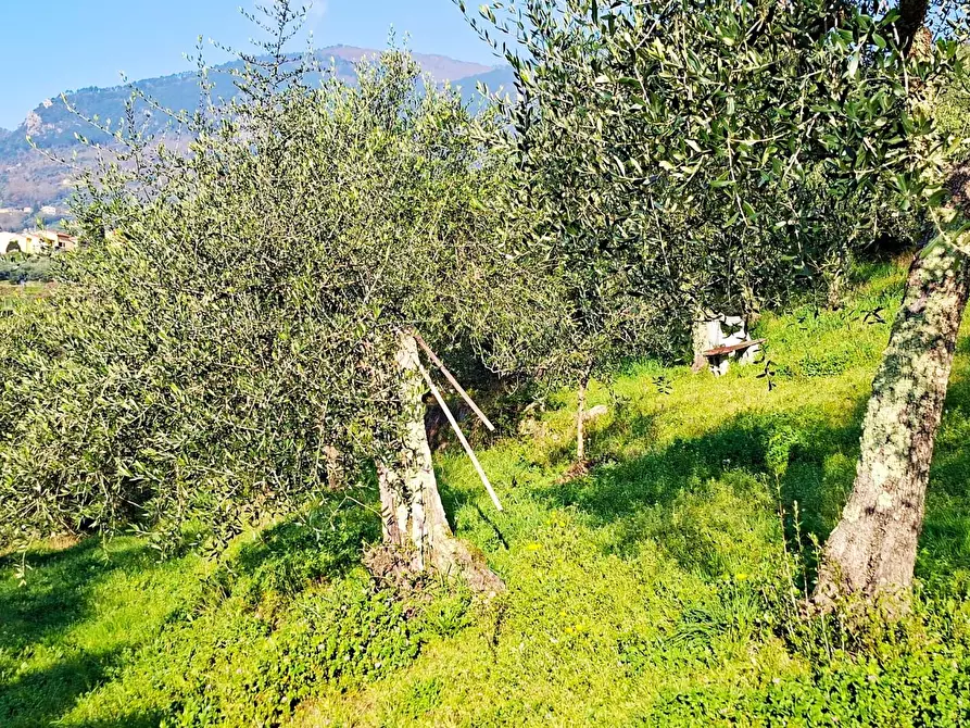 Immagine 12 di Terreno residenziale in vendita  a Buti