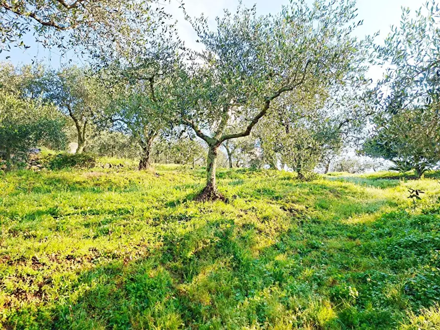 Immagine 2 di Terreno residenziale in vendita  a Buti