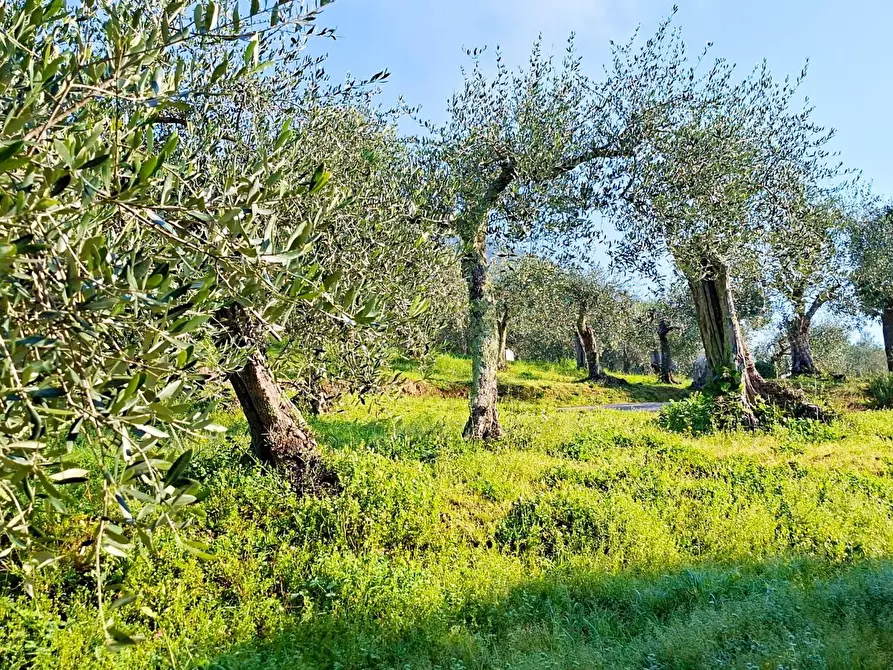 Immagine 11 di Terreno residenziale in vendita  a Buti