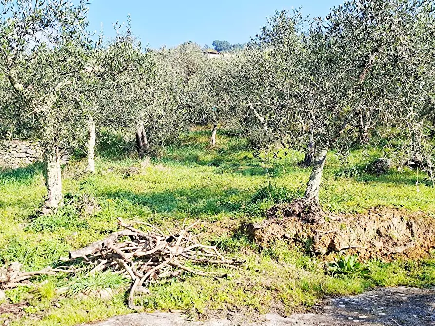 Immagine 13 di Terreno residenziale in vendita  a Buti