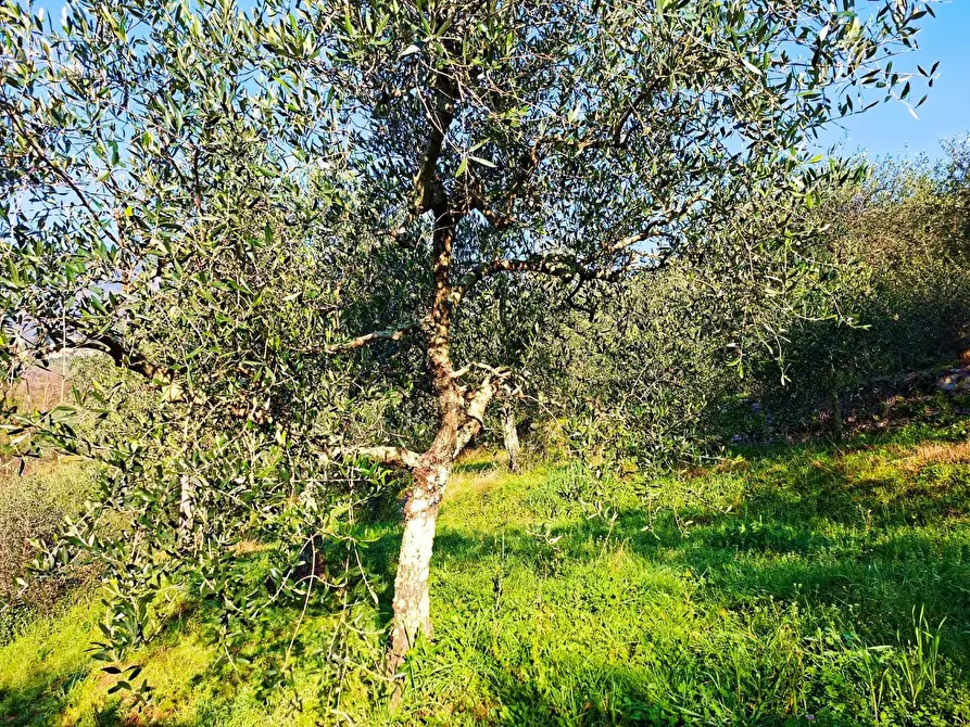 Immagine 4 di Terreno residenziale in vendita  a Buti