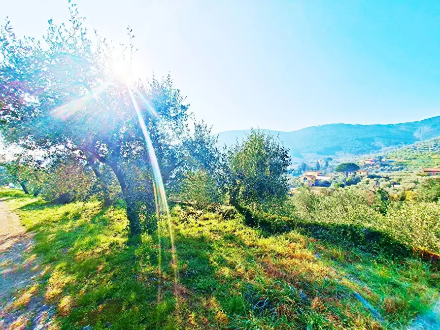 Immagine 10 di Terreno residenziale in vendita  a Buti