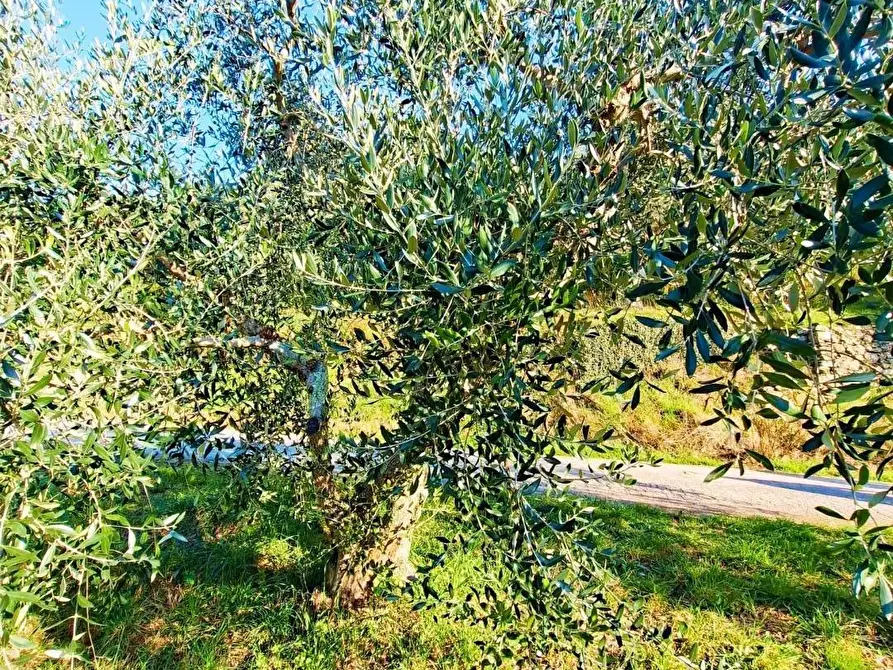 Immagine 5 di Terreno residenziale in vendita  a Buti