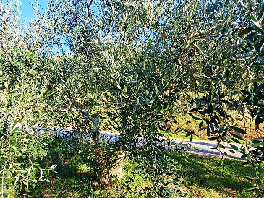 Immagine 8 di Terreno residenziale in vendita  a Buti