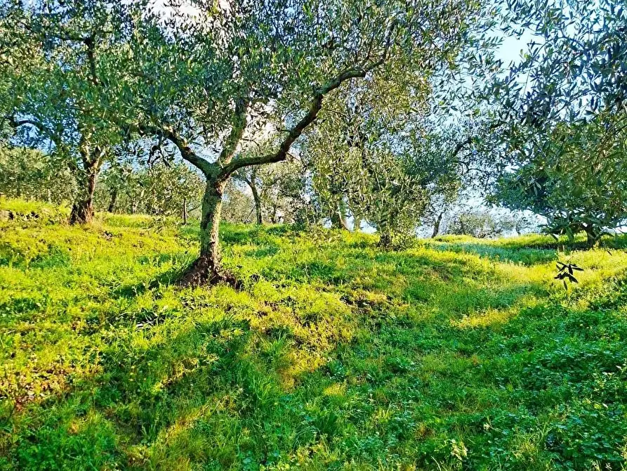 Immagine 6 di Terreno residenziale in vendita  a Buti