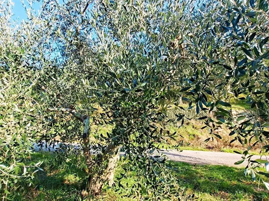 Immagine 9 di Terreno residenziale in vendita  a Buti