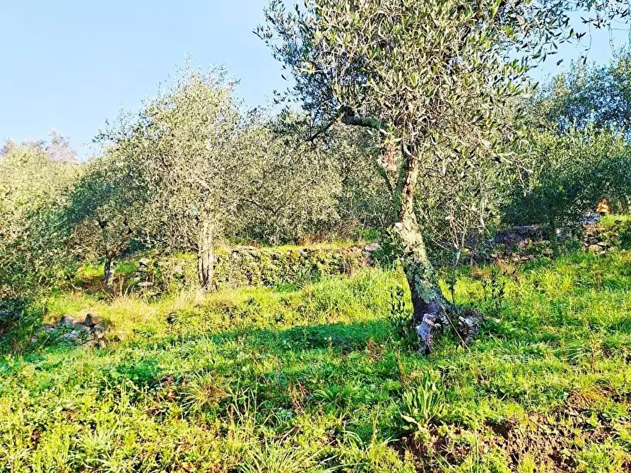 Immagine 7 di Terreno residenziale in vendita  a Buti