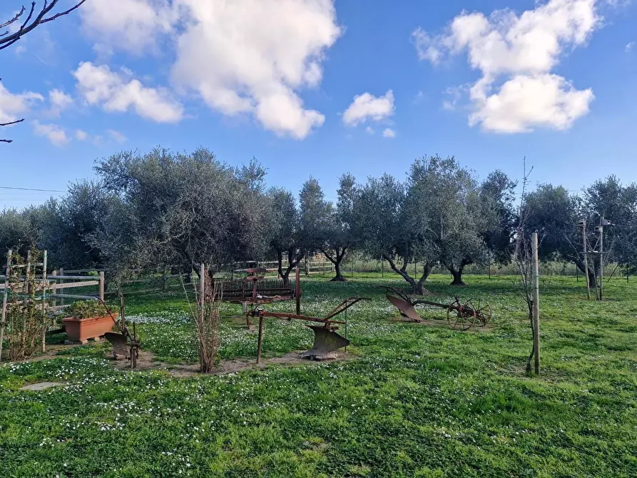 Immagine 3 di Casa bifamiliare in vendita  a Campiglia Marittima