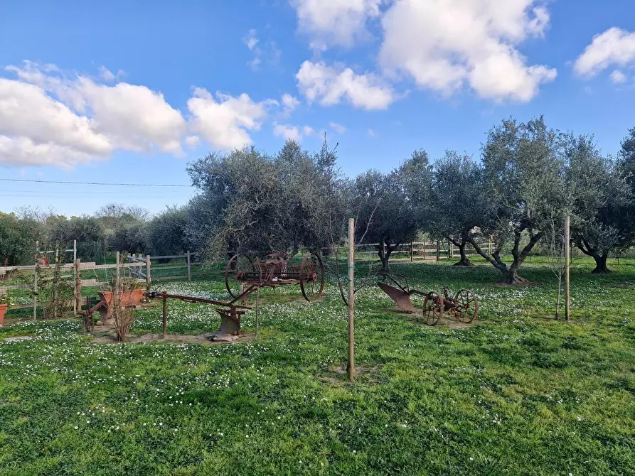 Immagine 5 di Casa bifamiliare in vendita  a Campiglia Marittima