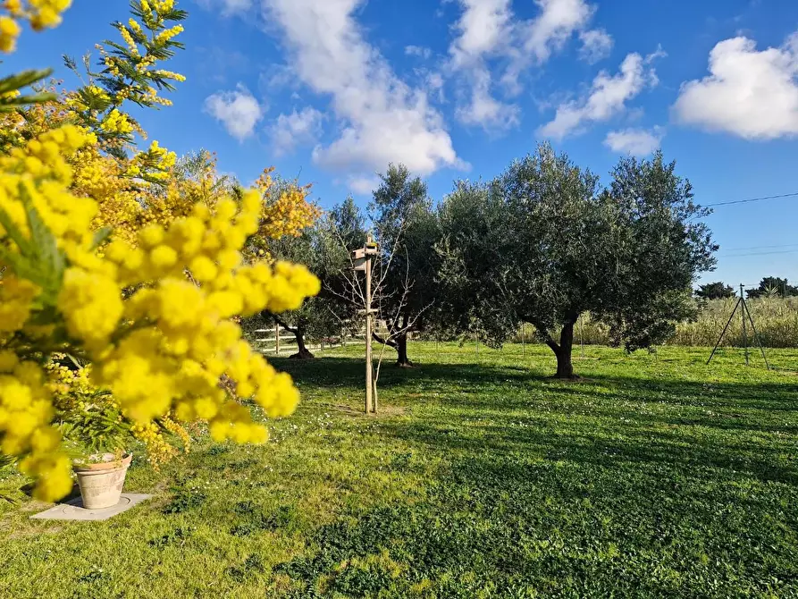 Immagine 13 di Casa bifamiliare in vendita  a Campiglia Marittima