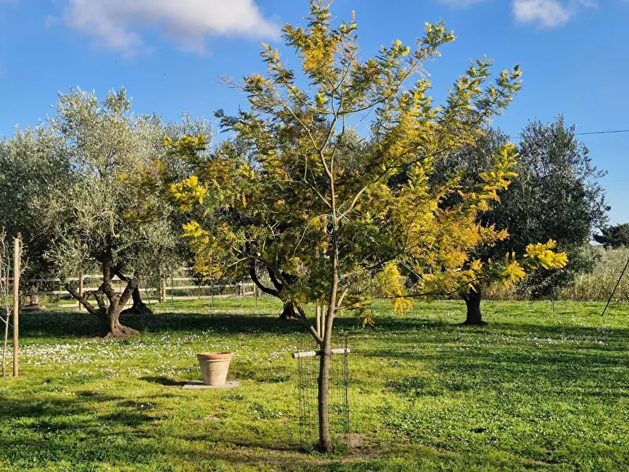 Immagine 10 di Casa bifamiliare in vendita  a Campiglia Marittima