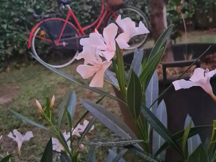 Immagine 3 di Casa bifamiliare in affitto  a Montignoso