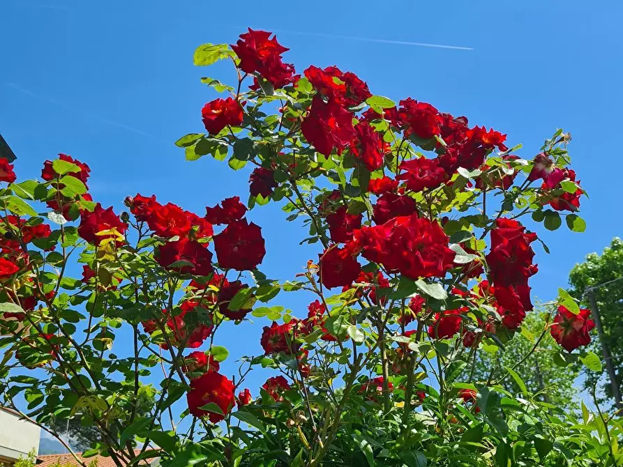 Immagine 4 di Casa bifamiliare in affitto  a Montignoso