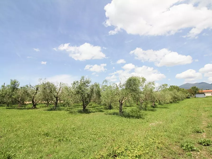 Immagine 14 di Terreno agricolo in vendita  a Cascina
