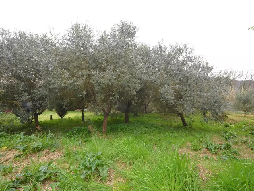Immagine 16 di Rustico / casale in vendita  a Capannori