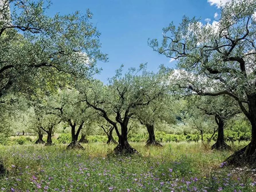 terreno agricolo in vendita a Casciana Terme Lari in zona Casciana Alta