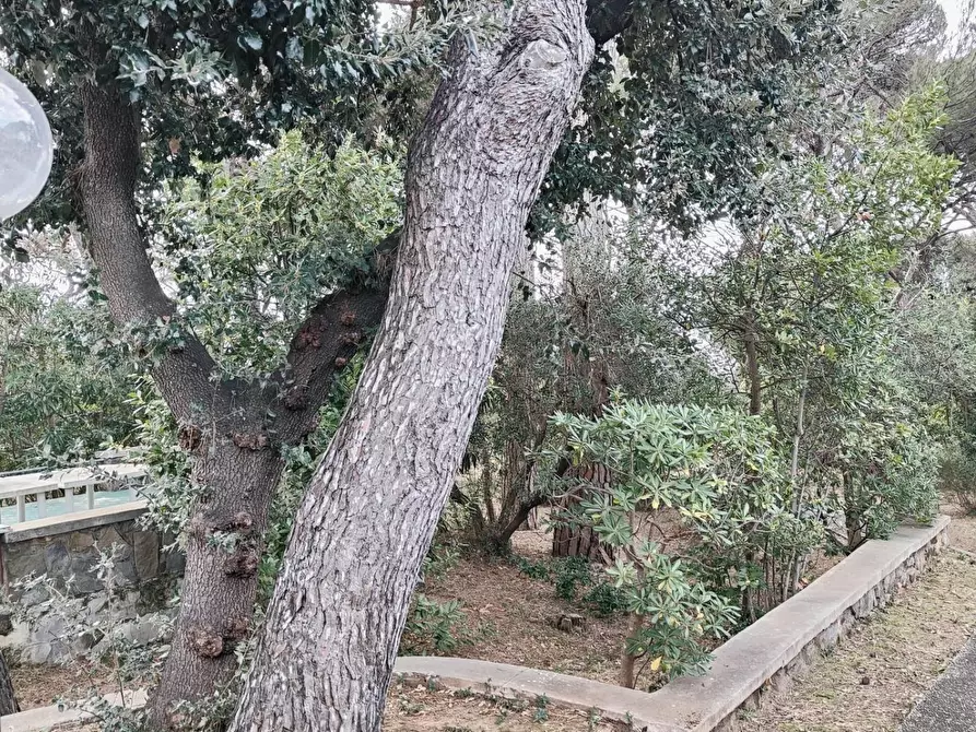 Immagine 52 di Mansarda in vendita  a Rosignano Marittimo