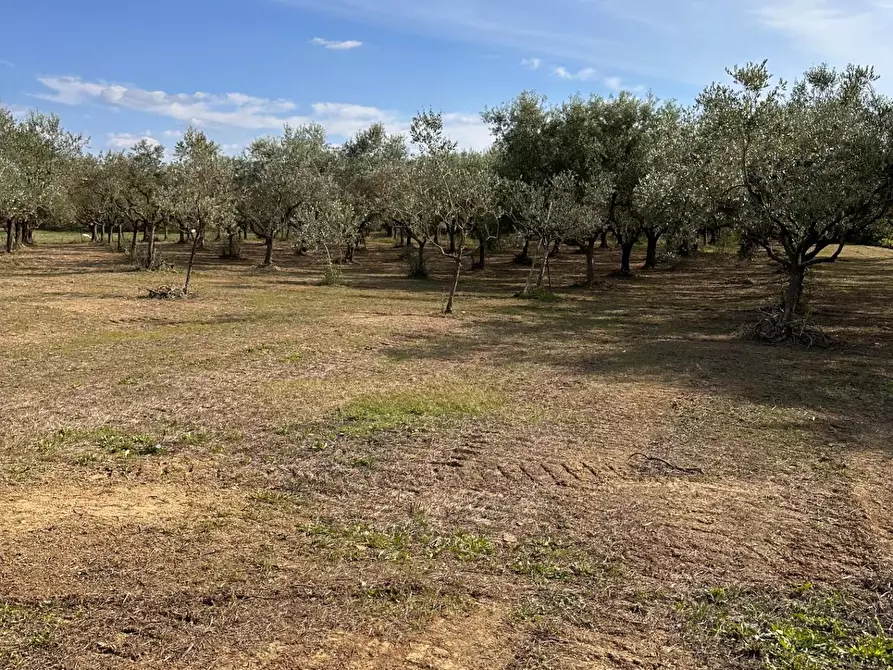Immagine 27 di Porzione di casa in vendita  a Crespina Lorenzana