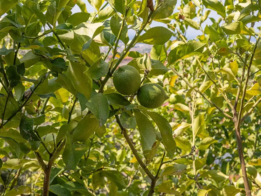 Immagine 22 di Casa semindipendente in vendita  a Massa