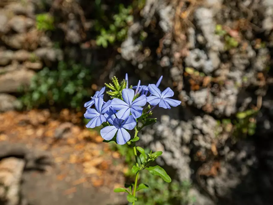 Immagine 19 di Casa semindipendente in vendita  a Massa