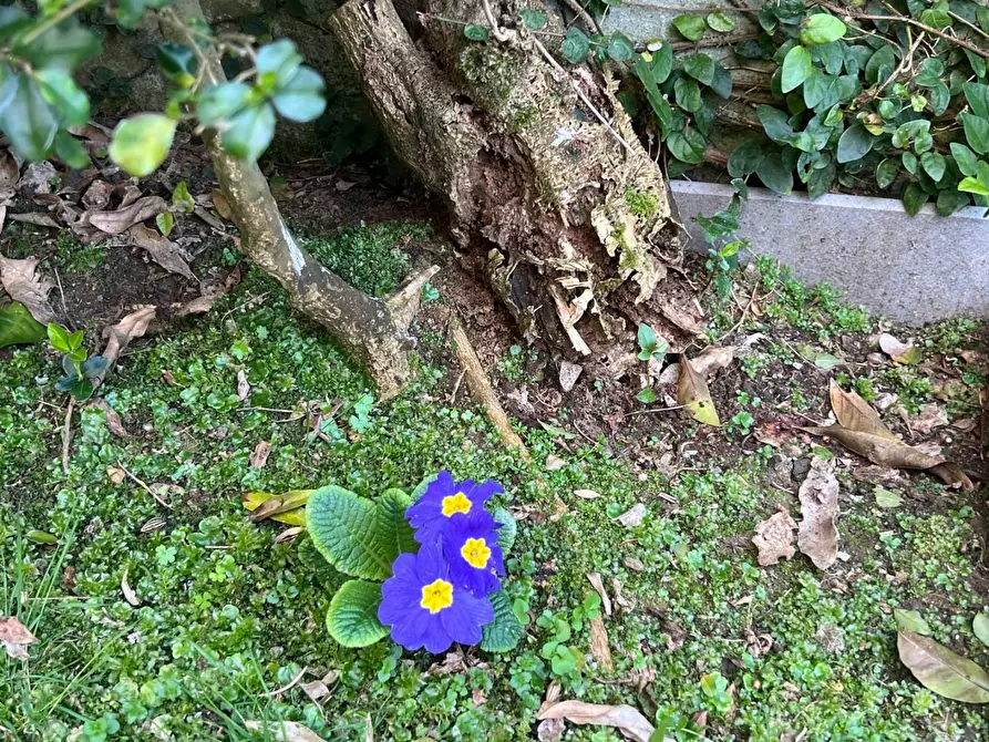 Immagine 11 di Mansarda in vendita  a Camaiore