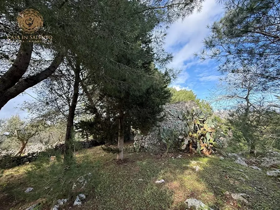 Immagine 13 di Terreno agricolo in vendita  a Andrano