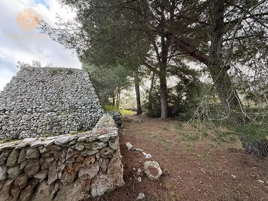 Immagine 9 di Terreno agricolo in vendita  a Andrano