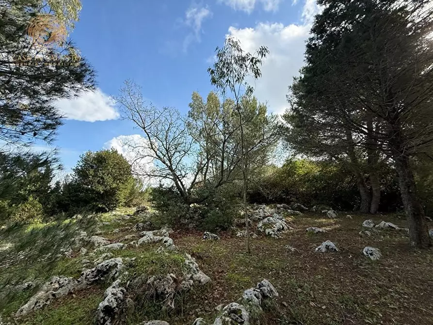 Immagine 12 di Terreno agricolo in vendita  a Andrano