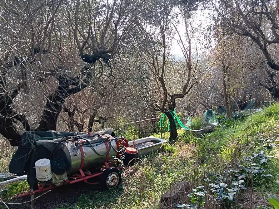 Immagine 3 di Terreno agricolo in vendita  a Massarosa