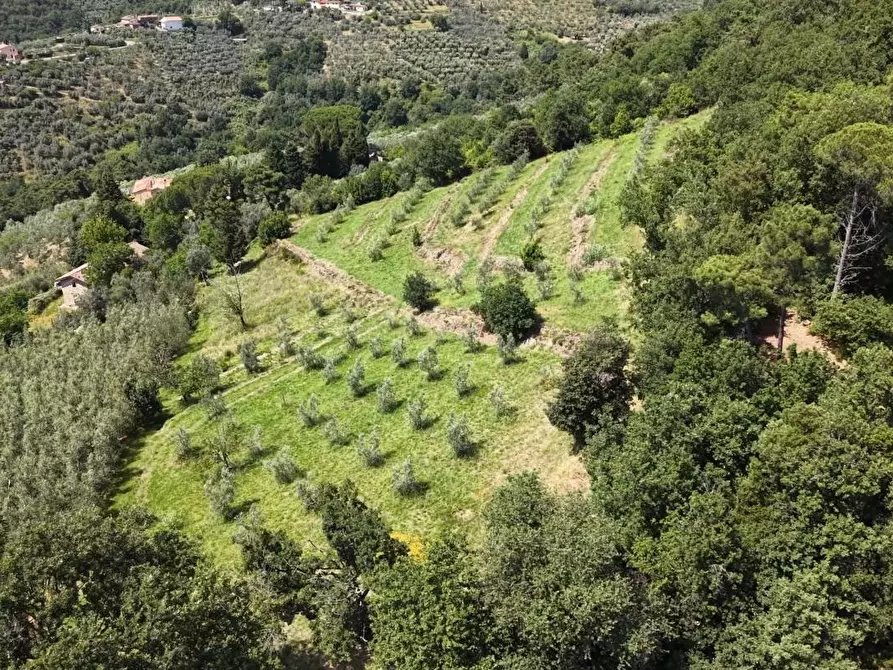 Immagine 20 di Terreno agricolo in vendita  a Vinci