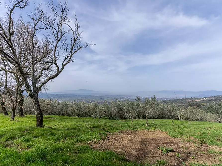 Immagine 9 di Terreno agricolo in vendita  a Vinci