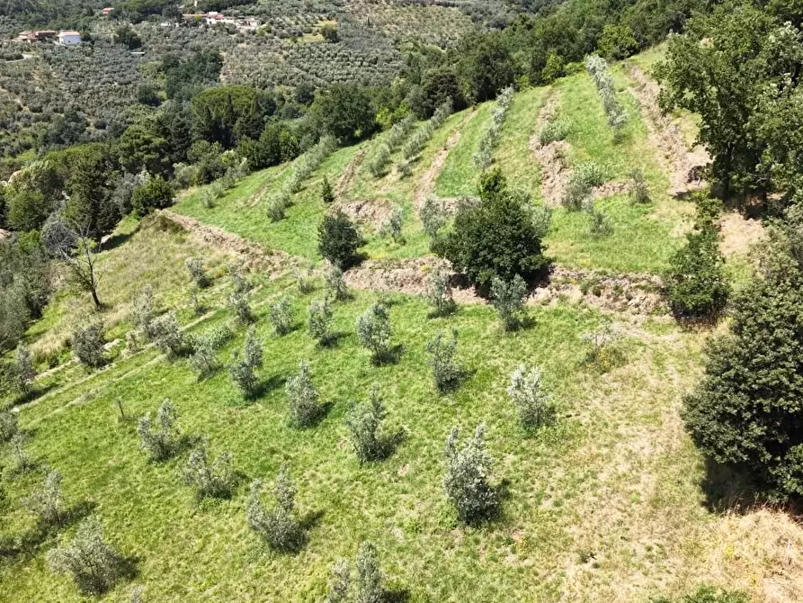 Immagine 6 di Terreno agricolo in vendita  a Vinci