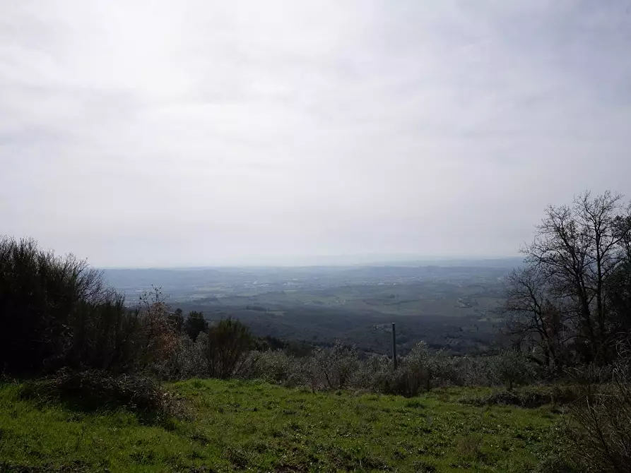 Immagine 31 di Terreno agricolo in vendita  a Vinci