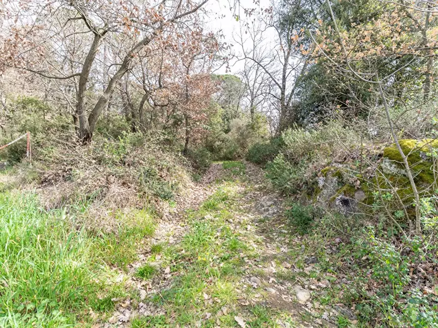 Immagine 3 di Terreno agricolo in vendita  a Vinci